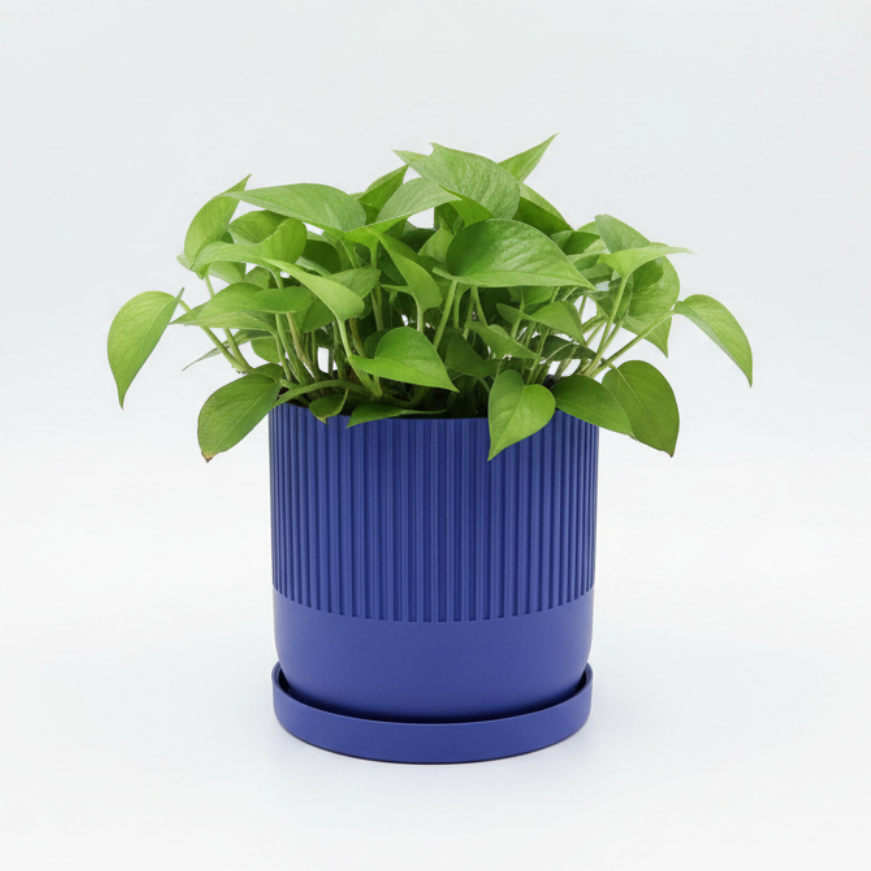 Berry Purple plant pot in white space