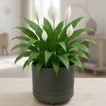 Industrial Grey Spiral Groove Plant Pot with complete plant in stylish setting