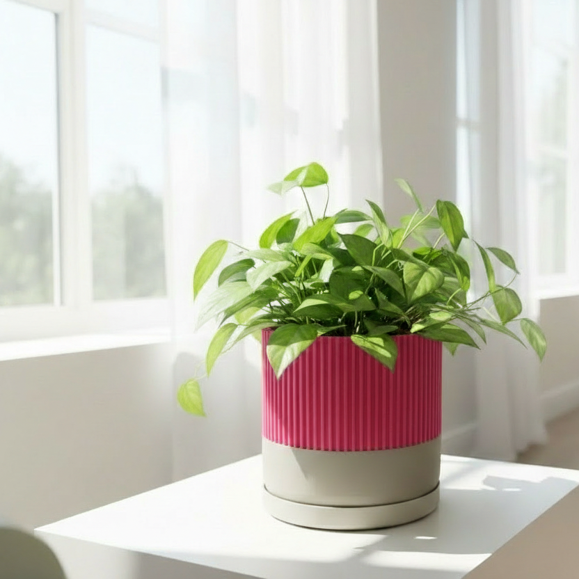 Magenta ribbed two-tone pillar plant pot in light-filled home